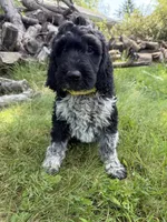 Toby, a male English Springer Spaniel and Poodle - Standard  for sale in Pekin, IL – 6 of 10
