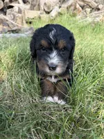 Sophie , a female Bernedoodle for sale in Pekin, IL – 6 of 7