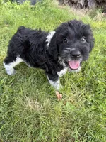 Beau, a male English Springer Spaniel and Poodle - Standard  for sale in Pekin, IL – 6 of 6