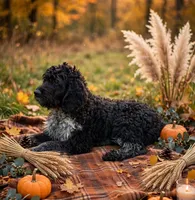 Toby, a male English Springer Spaniel and Poodle - Standard  for sale in Pekin, IL – 3 of 6