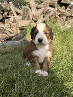 Opal, a female Bernedoodle for sale in Pekin, IL – 2 of 8