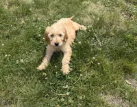 Goldie, a female Goldendoodle for sale in Pekin, IL – 6 of 8