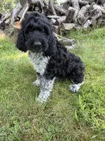 Toby, a male English Springer Spaniel and Poodle - Standard  for sale in Pekin, IL – 7 of 10