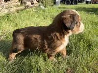Opal, a female Bernedoodle for sale in Pekin, IL – 4 of 8