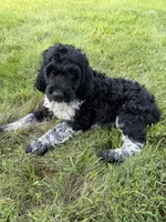 Toby, a male English Springer Spaniel and Poodle - Standard  for sale in Pekin, IL – 8 of 10