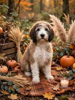 Beau, a male English Springer Spaniel and Poodle - Standard  for sale in Pekin, IL – 5 of 6