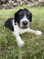 Stella, a female English Springer Spaniel and Poodle - Standard  for sale in Pekin, IL – 4 of 4