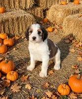 Marnie, a female English Springer Spaniel and Poodle - Standard  for sale in Pekin, IL – 1 of 6