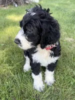 Briggs, a male English Springer Spaniel and Poodle - Standard  for sale in Pekin, IL – 5 of 8