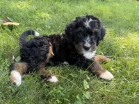 Tundra, a female Bernedoodle for sale in Pekin, IL – 6 of 6