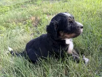 Tundra, a female Bernedoodle for sale in Pekin, IL – 6 of 7