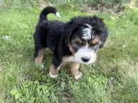 Sterling, a female Bernedoodle for sale in Pekin, IL – 6 of 8