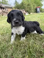 Beau, a male English Springer Spaniel and Poodle - Standard  for sale in Pekin, IL – 4 of 10