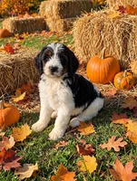 Ruby, a female Springer Doodle for sale in Pekin, IL – 3 of 4