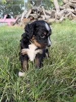 Tundra, a female Bernedoodle for sale in Pekin, IL – 3 of 7