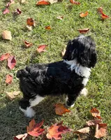 Weston- micro chip #7177, a male English Springer Spaniel and Poodle - Standard  for sale in Pekin, IL – 4 of 5