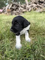 Beau, a male English Springer Spaniel and Poodle - Standard  for sale in Pekin, IL – 3 of 10
