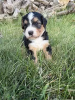 Sterling, a female Bernedoodle for sale in Pekin, IL – 2 of 6
