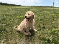 Sunny, a female Goldendoodle for sale in Pekin, IL – 5 of 10