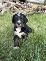 Tundra, a female Bernedoodle for sale in Pekin, IL – 7 of 7