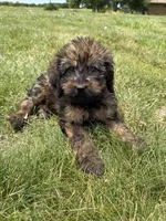 Meadow , a female Goldendoodle for sale in Pekin, IL – 1 of 7