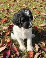 Remington - microchip # 7200, a male English Springer Spaniel and Poodle - Standard  for sale in Pekin, IL – 5 of 7