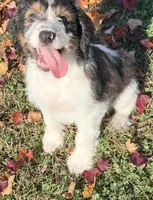 Pearl - microchip # 7194, a female English Springer Spaniel and Poodle - Standard  for sale in Pekin, IL – 3 of 8