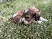 Zoey, a female English Springer Spaniel and Poodle - Standard  for sale in Pekin, IL – 8 of 10