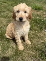 Goldie, a female Goldendoodle for sale in Pekin, IL – 2 of 8