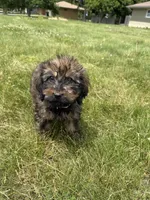 Meadow , a female Goldendoodle for sale in Pekin, IL – 6 of 7