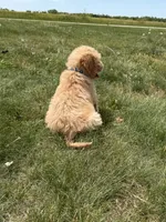 Gus, a male Goldendoodle for sale in Pekin, IL – 7 of 10