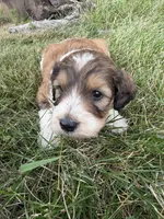 Zoey, a female English Springer Spaniel and Poodle - Standard  for sale in Pekin, IL – 6 of 10