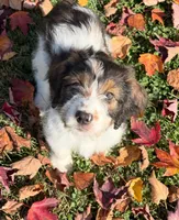 Pearl - microchip # 7194, a female English Springer Spaniel and Poodle - Standard  for sale in Pekin, IL – 7 of 8