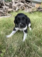 Beau, a male English Springer Spaniel and Poodle - Standard  for sale in Pekin, IL – 6 of 10