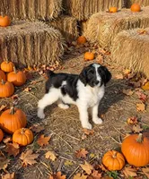 Remington, a male Springer Doodle for sale in Pekin, IL – 5 of 6