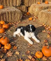 Remington, a male Springer Doodle for sale in Pekin, IL – 2 of 6