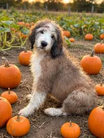Beau, a male English Springer Spaniel and Poodle - Standard  for sale in Pekin, IL – 2 of 6