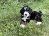 Juniper, a female Bernedoodle for sale in Pekin, IL – 8 of 10