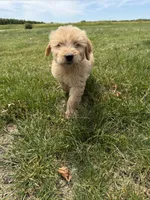 Gus, a male Goldendoodle for sale in Pekin, IL – 4 of 10