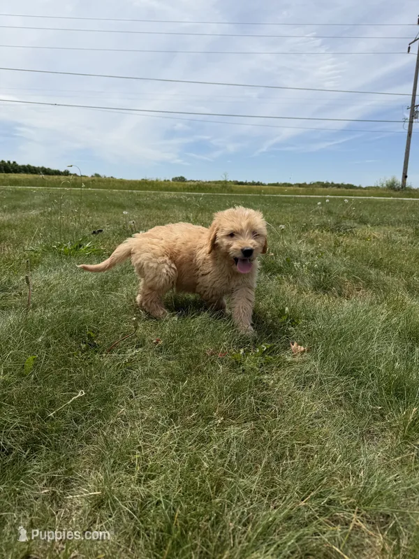 Gus – Goldendoodle puppy for sale in Pekin, IL