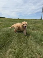Gus, a male Goldendoodle for sale in Pekin, IL – 1 of 10
