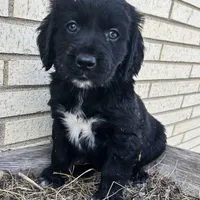Allie 1964, a female English Springer Spaniel and Golden Retriever for sale in Pekin, IL – Photo 6 of 7