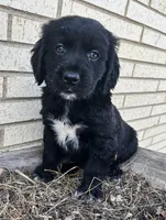 Allie 1964, a female English Springer Spaniel and Golden Retriever for sale in Pekin, IL – Photo 6 of 7