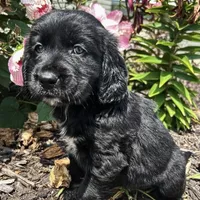 Allie 1964, a female English Springer Spaniel and Golden Retriever for sale in Pekin, IL – Photo 7 of 7