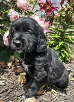 Allie 1964, a female English Springer Spaniel and Golden Retriever for sale in Pekin, IL – Photo 7 of 7