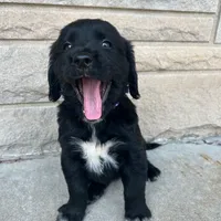 Allie 1964, a female English Springer Spaniel and Golden Retriever for sale in Pekin, IL – Photo 4 of 7