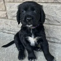 Allie 1964, a female English Springer Spaniel and Golden Retriever for sale in Pekin, IL – Photo 2 of 7