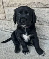 Allie 1964, a female English Springer Spaniel and Golden Retriever for sale in Pekin, IL – Photo 2 of 7