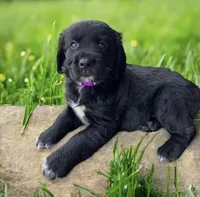 Allie 1964, a female English Springer Spaniel and Golden Retriever for sale in Pekin, IL – Photo 1 of 7