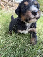 Summit, a male Bernedoodle for sale in Pekin, IL – 5 of 8